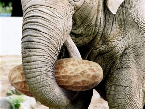 萬年松功效 大象的鼻子